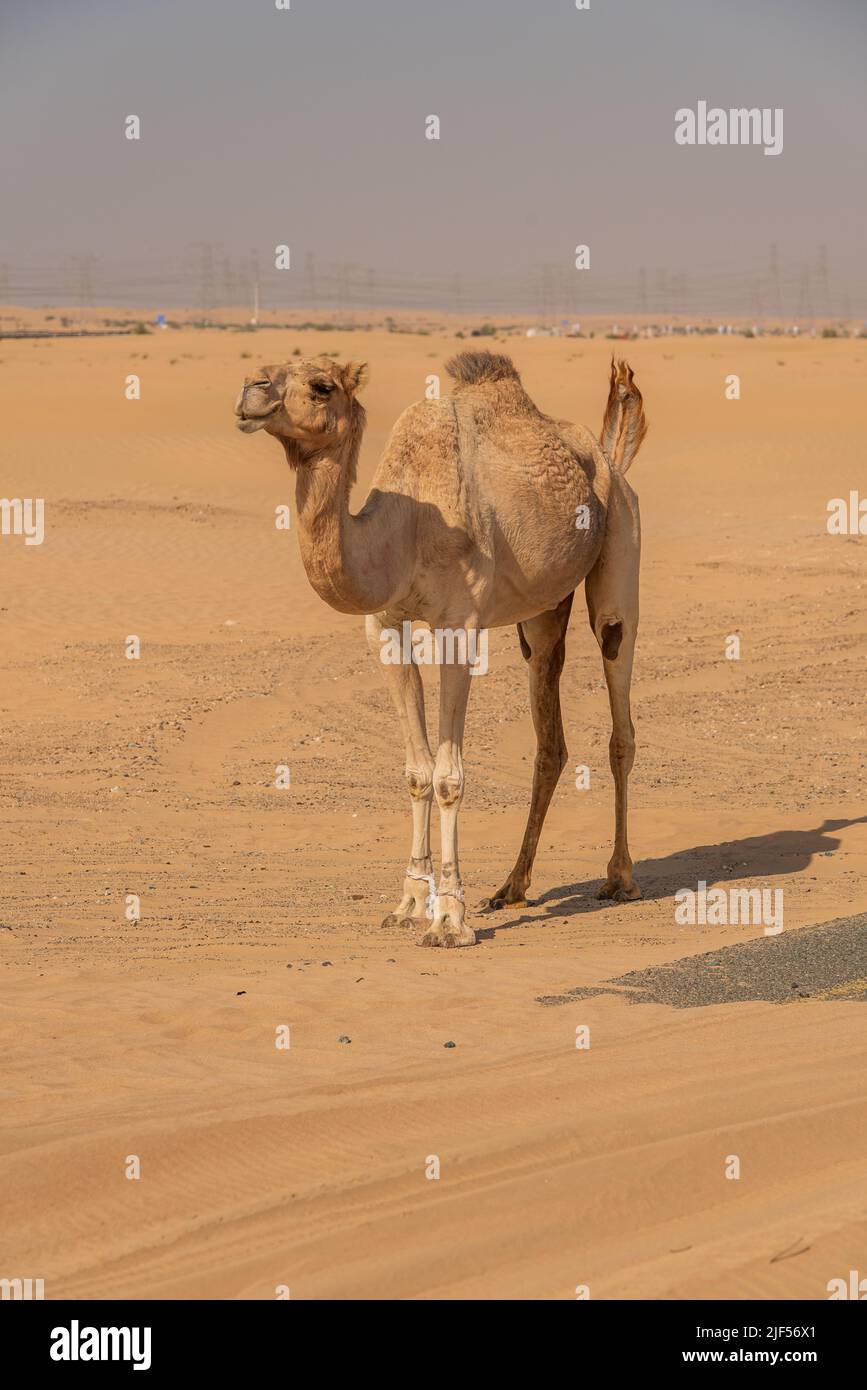 Vista del cammello sul deserto negli Emirati Arabi Uniti Foto Stock