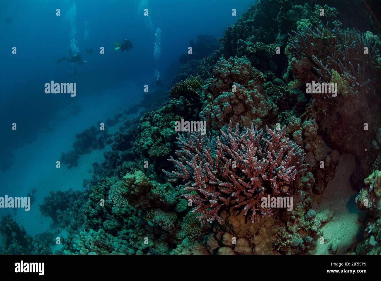 Corallo di pietra, Acropora hemprichii, Acroporidae, Sharm el Sheikh, Mar Rosso, Egitto Foto Stock