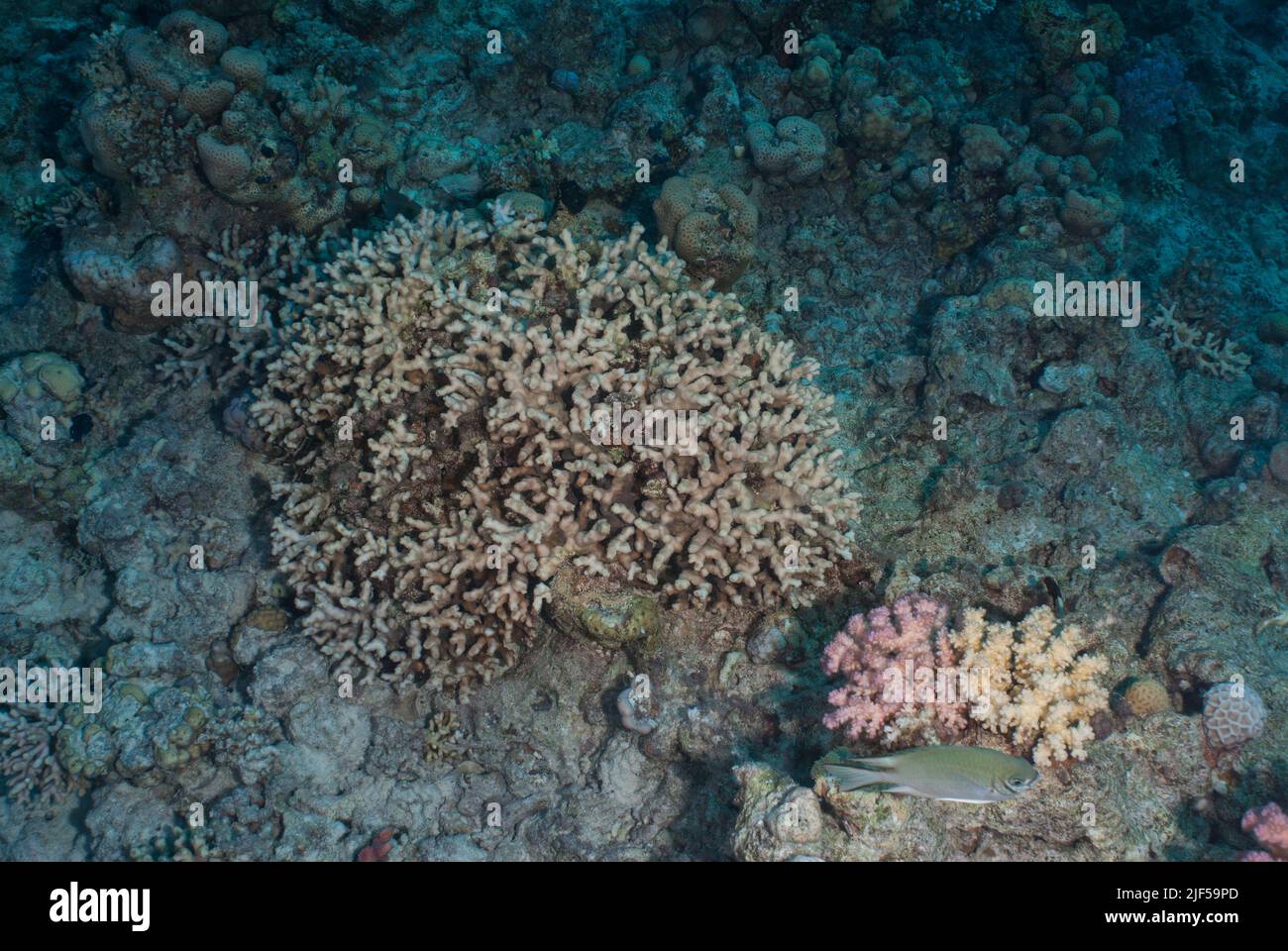Corallo di pietra, Acropora maryae, Acroporidae, Sharm el Sheikh Mar Rosso, Egitto Foto Stock