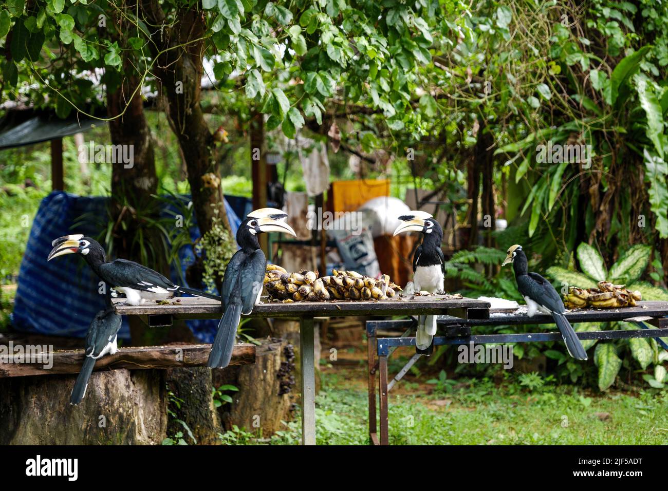 Gregge di hornbill che volano, atterrano e mangiano banane sul tavolo di legno nella foresta del sud della Thailandia. Foto Stock
