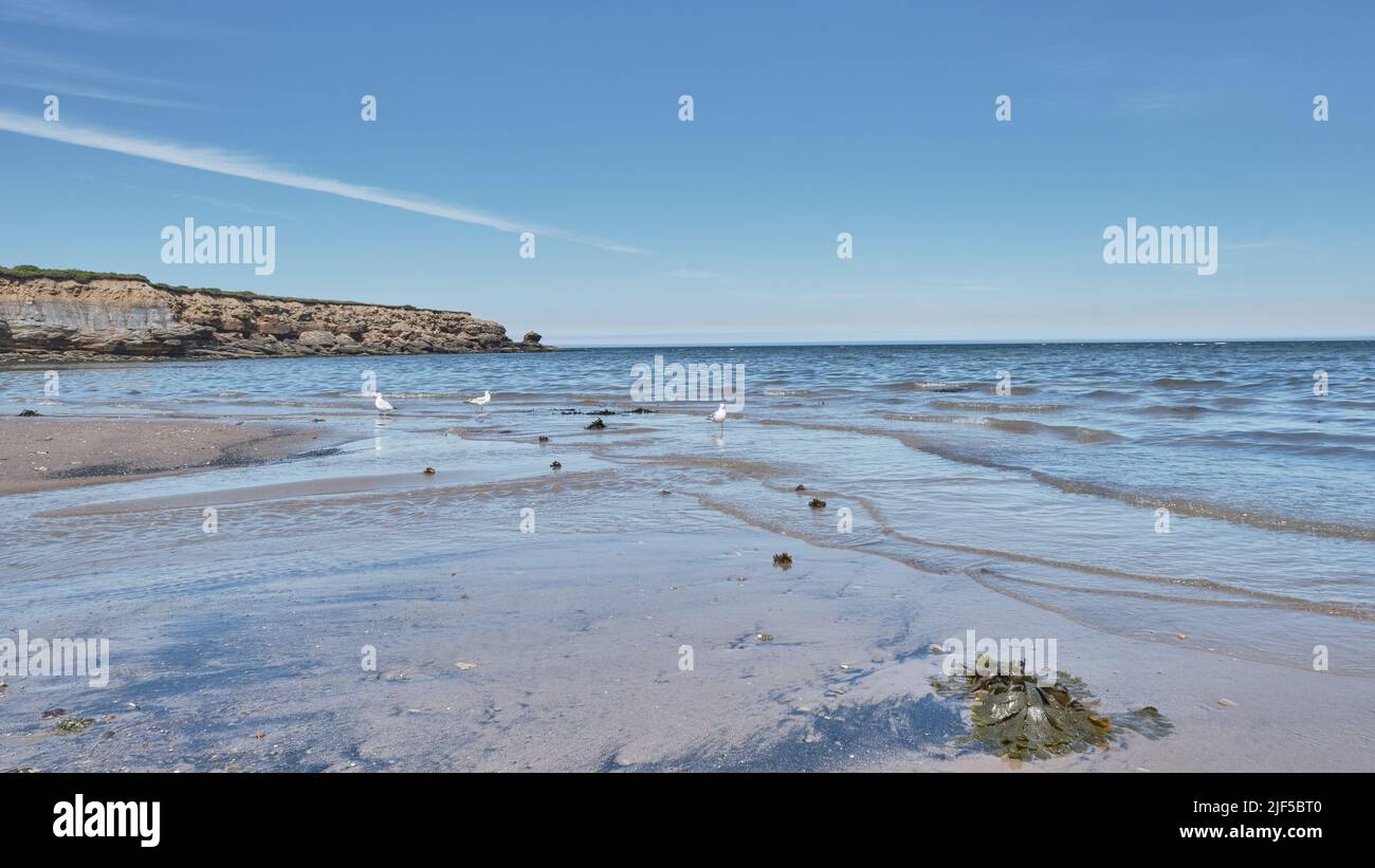 Foto di Florence Beach a Capo Breton Nova Scotia con la bassa marea. Nova Scotia è conosciuta per le sue bellissime spiagge di mant. Foto Stock