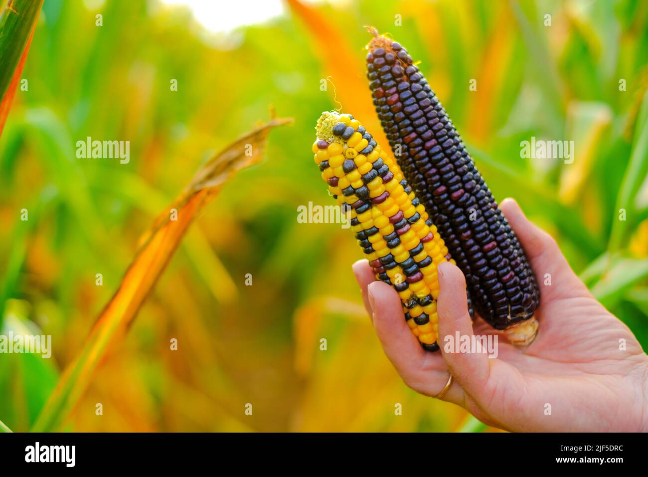 Raccolto di mais season.COB di mais multicolore in mani su campo background.Farmer in un campo di mais raccolti. Pannocchie di mais di colors.Food e cibo diversi Foto Stock