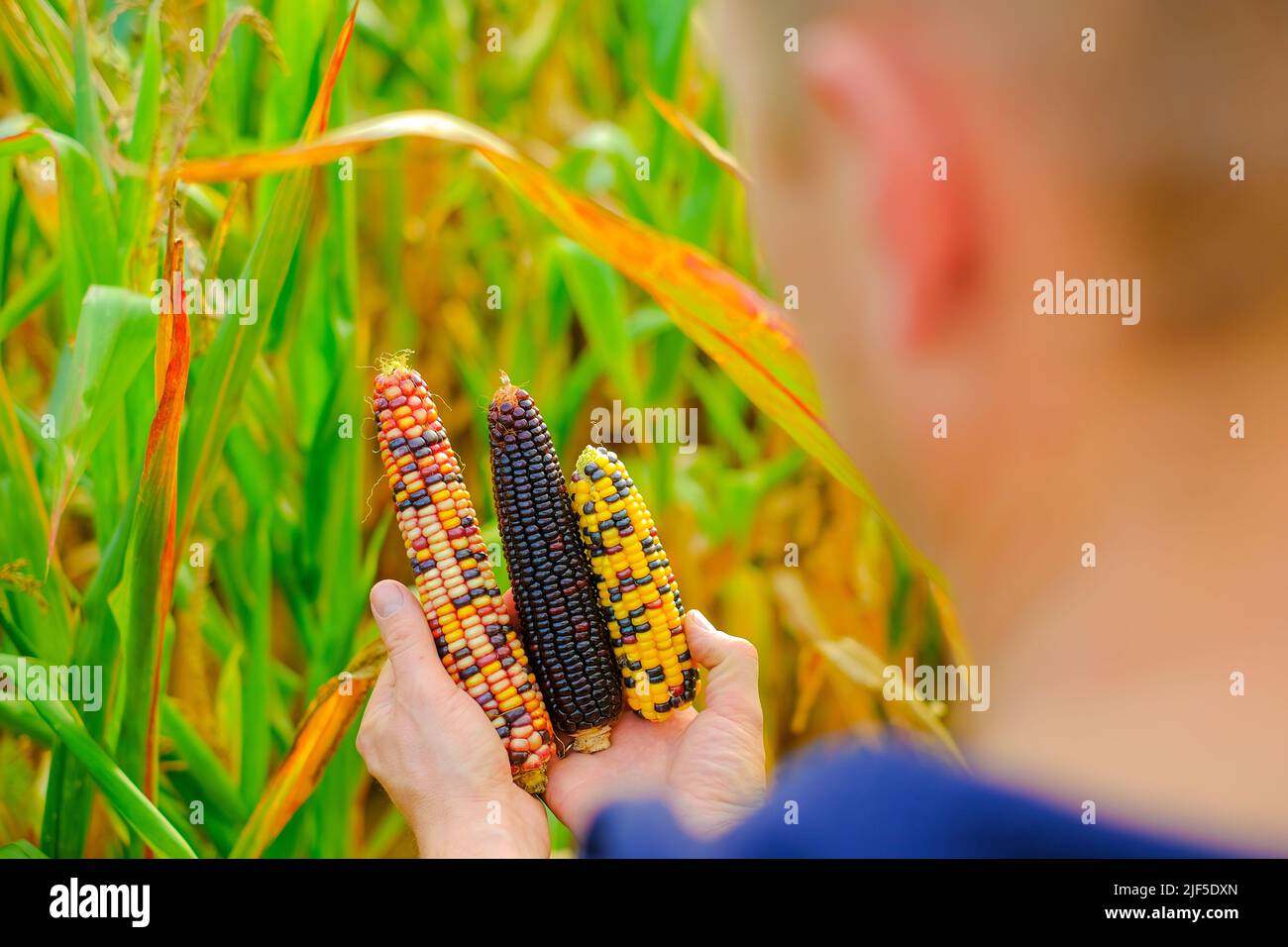 Abbondanza colorata di mais.mais. Pannocchie di mais multicolore in mani maschili. Pannocchie di colors.Farmer diversi in un campo di mais. Lavori agricoli autunnali Foto Stock