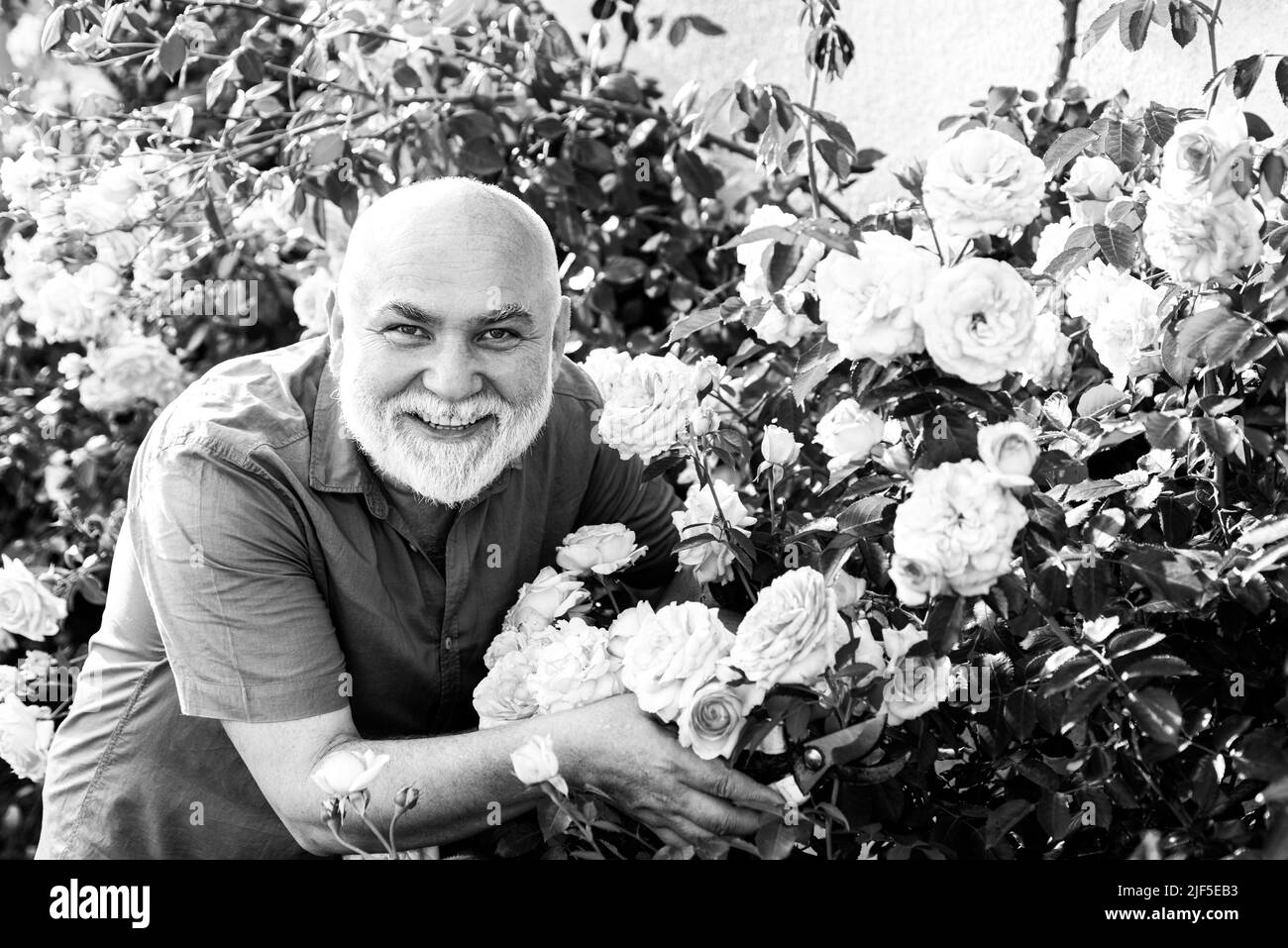 Giardiniere senior in giardino. Agricoltura, giardinaggio e concetto di persone - uomo anziano felice con rose fiori in fiore nel giardino estivo. Foto Stock