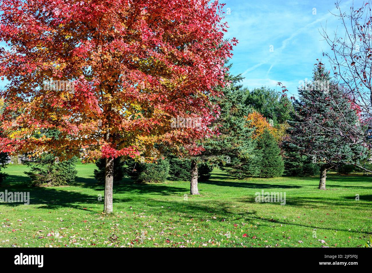 ambientazione parklike di alberi colorati Foto Stock