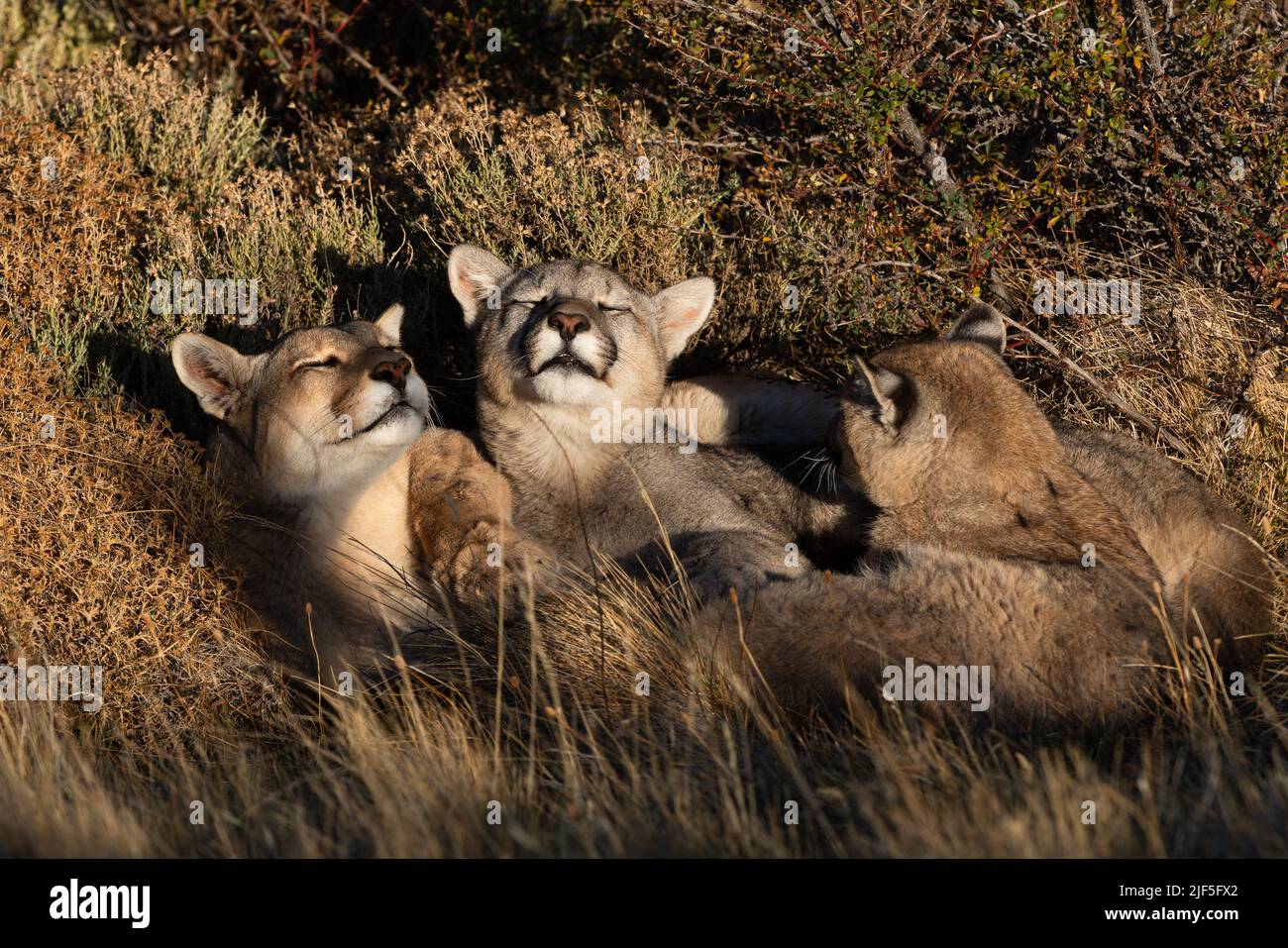 Una famiglia di Puma dorme coccolate insieme vicino al Parco Nazionale Torres del Paine, Cile Foto Stock