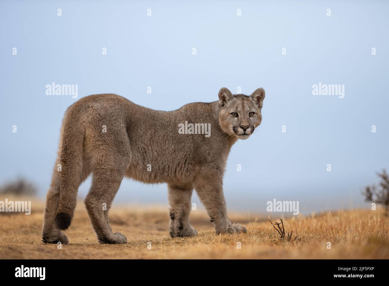 Un cucciolo di Puma nel Parco Nazionale Torres del Paine, Cile Foto Stock