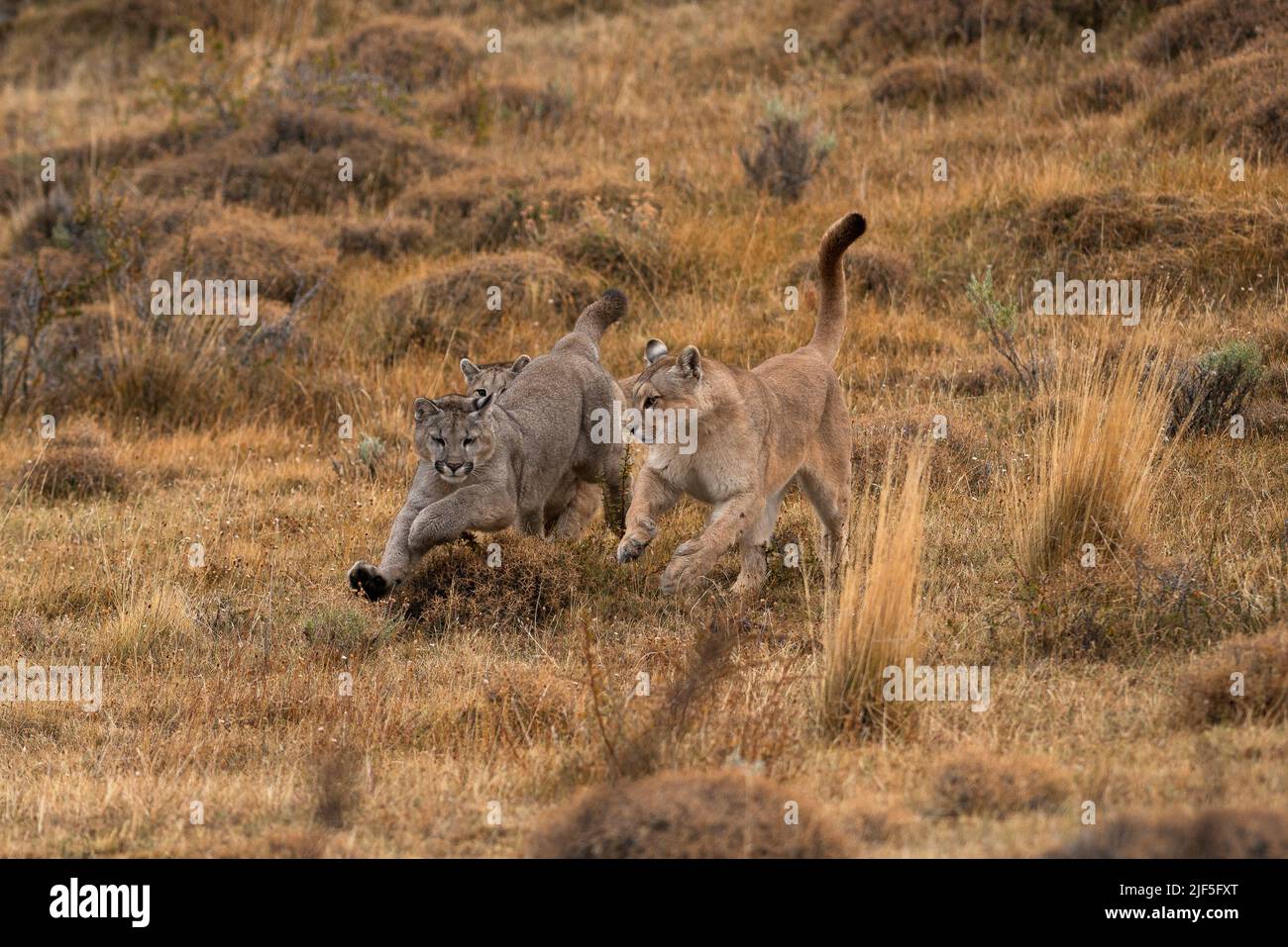 Una famiglia di Pumas che corre e gioca a Torres del Paine, Cile Foto Stock