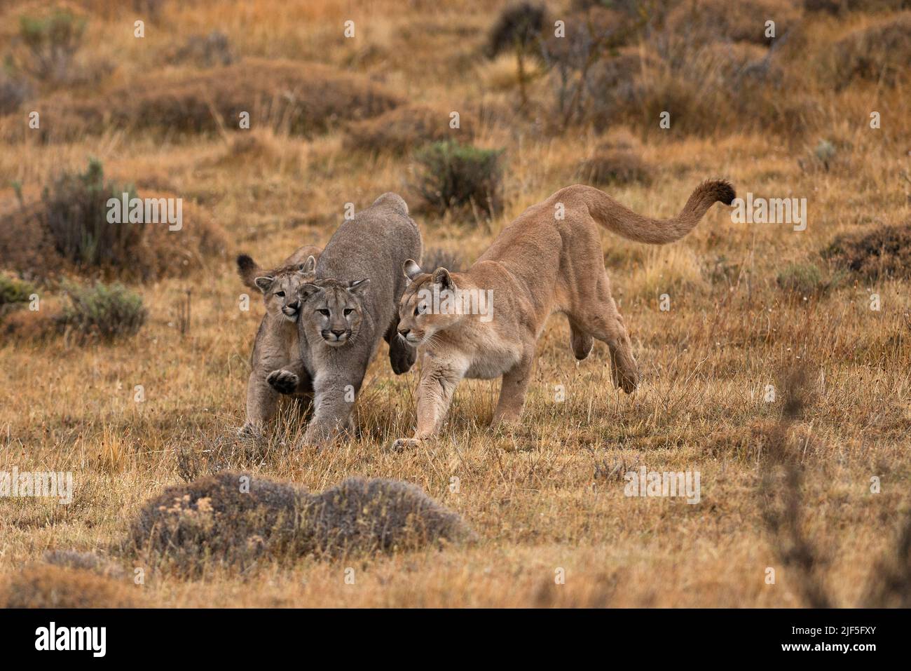 Una famiglia di Pumas che corre e gioca a Torres del Paine, Cile Foto Stock