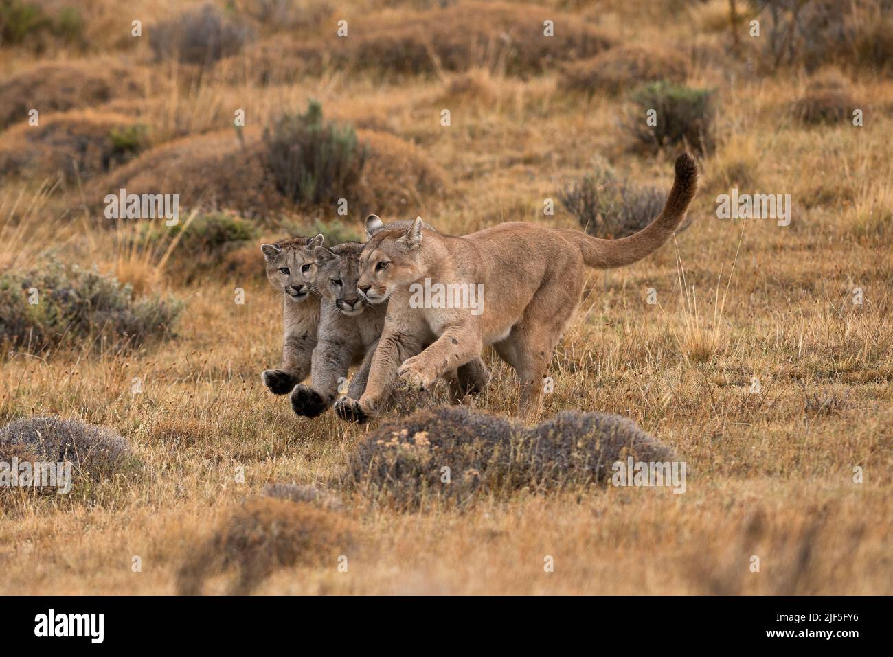 Una famiglia di Pumas che corre e gioca a Torres del Paine, Cile Foto Stock