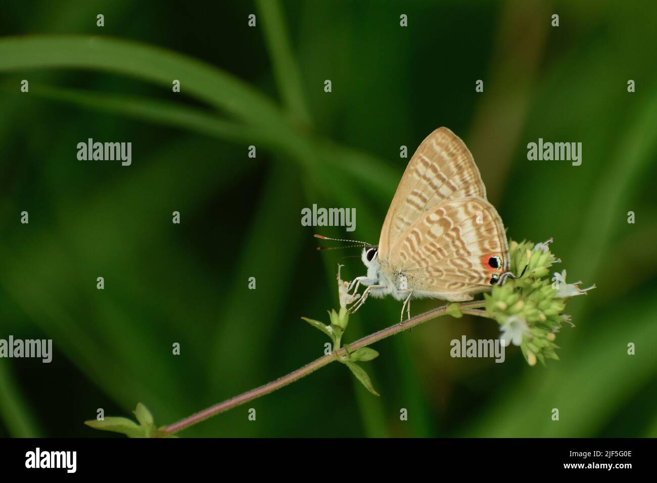 Bella farfalla seduta sull'erba Lampides boeticus, il pisello blu, o a coda lunga blu, è una piccola farfalla che appartiene ai licaenidi. Foto Stock