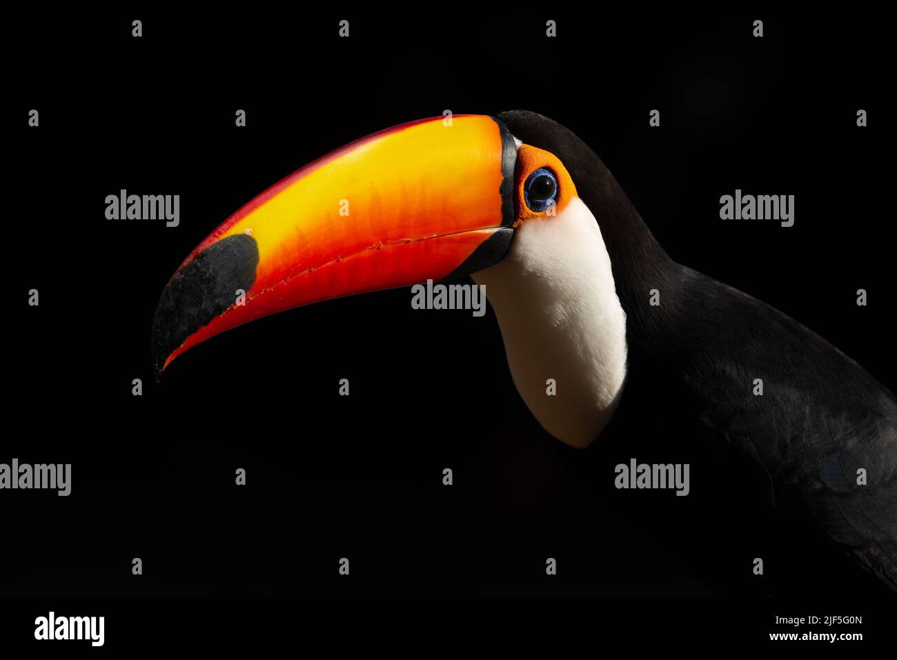 Un Toco Toucan (Ramphastos toco) dal Brasile Foto Stock