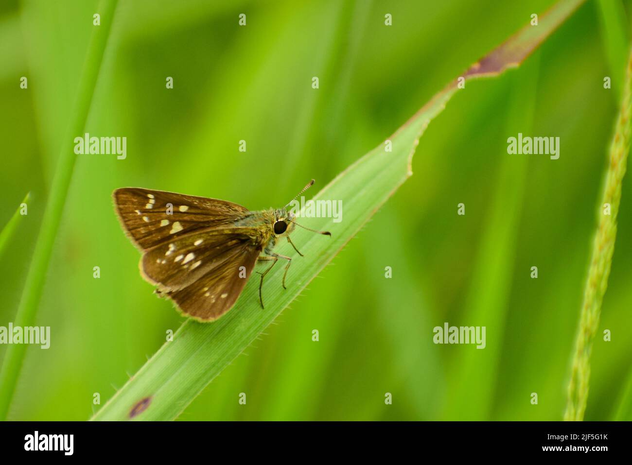 La bella farfalla che si trova sulla foglia verde Borbo bevani, il becco di Beavan, è una farfalla appartenente alla famiglia Hesperiidae. Foto Stock