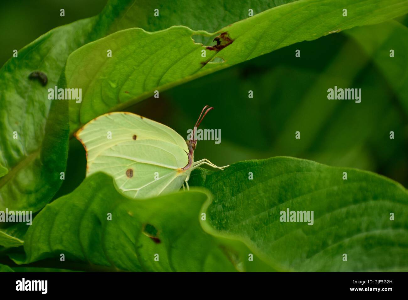 Foto di una bella farfalla verde poggiante su foglia verde Gonepteryx rhamni è una farfalla della famiglia Pieridae. Foto Stock