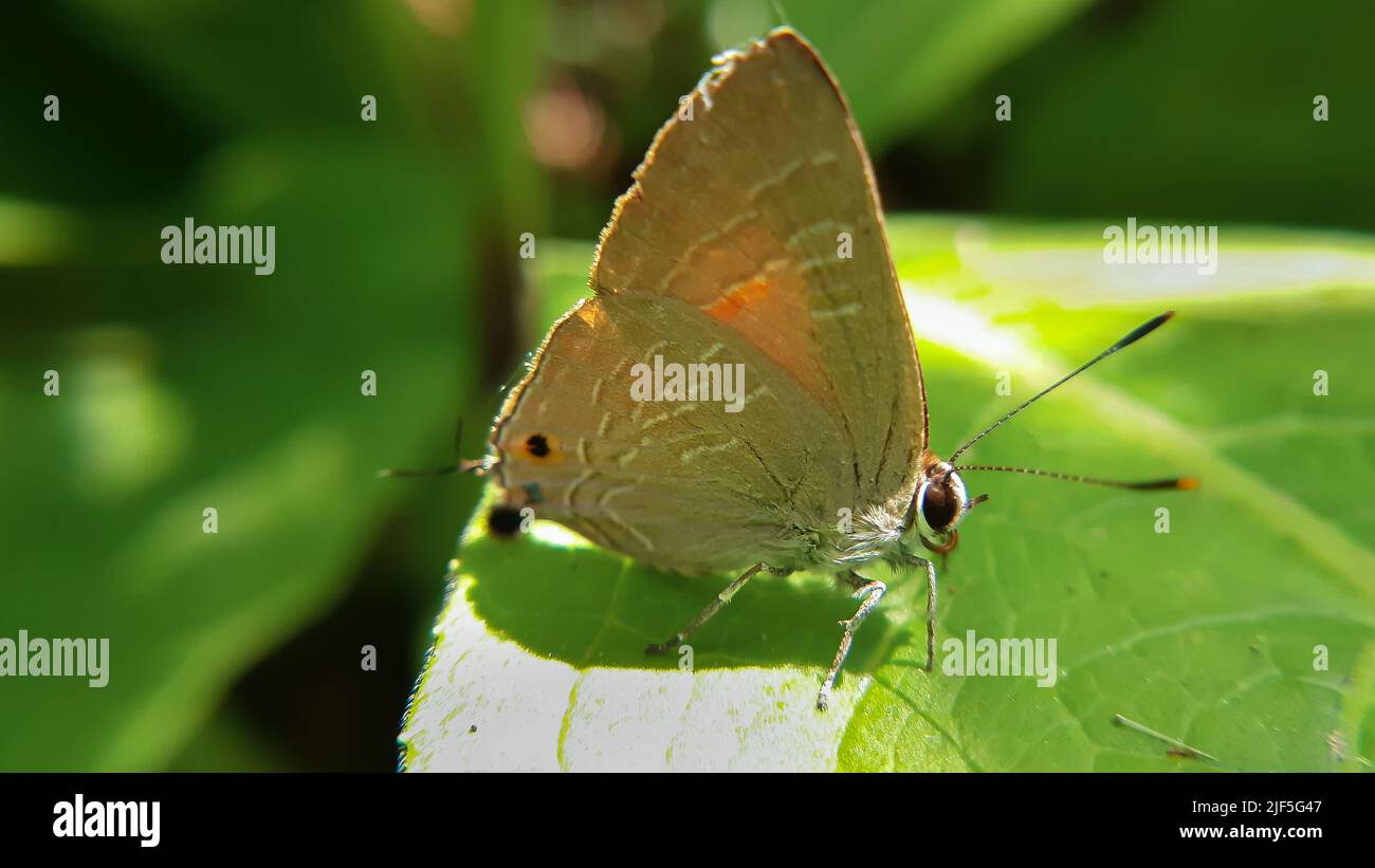 Macro di bella farfalla su foglia verde Deudorix epijarbas, la corneliana o linea pelosa blu, è una specie di farfalla lycaenide o blu Foto Stock