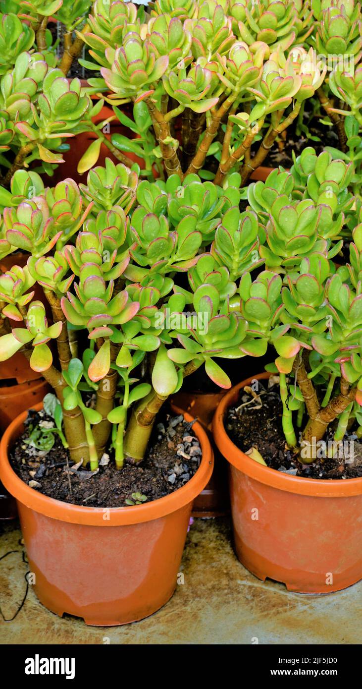 Belle piante di cotiledone orbiculata in vaso da giardino Nursery comunemente noto come maiali o cani orecchio o ombelico rotondo a foglia. Decorativo o ornamentale Foto Stock