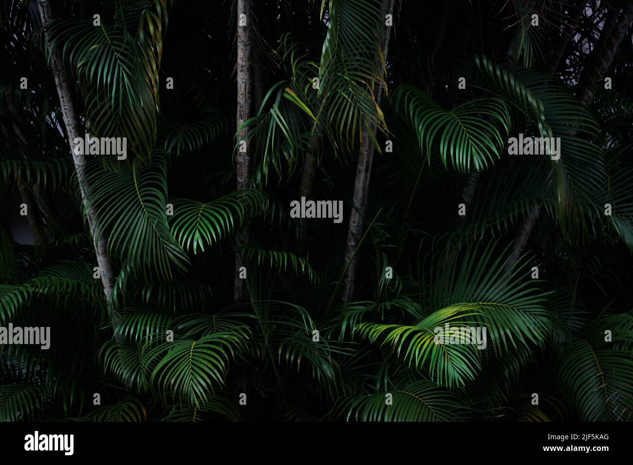 La palma verde scuro lascia sfondo tropicale Foto Stock