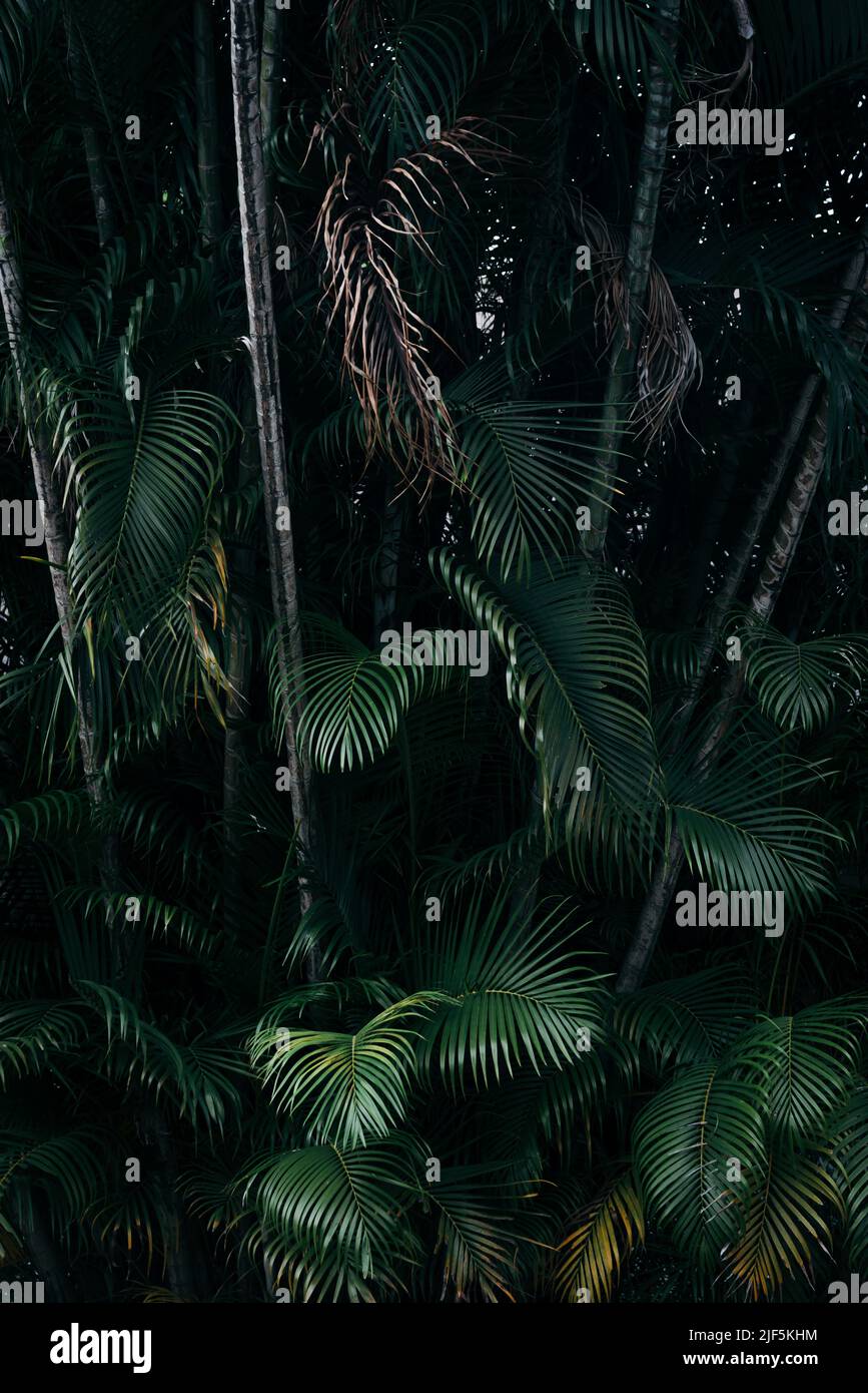 La palma verde scuro lascia sfondo tropicale Foto Stock