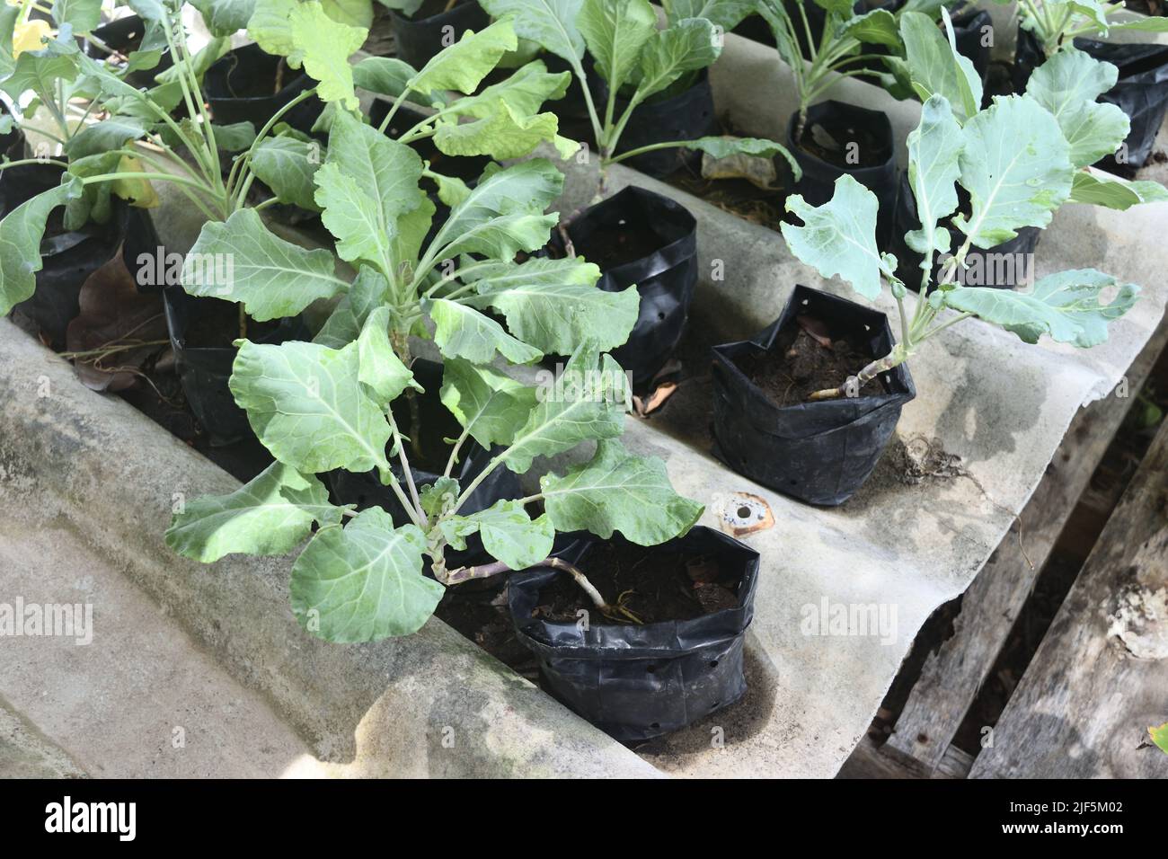 Gruppo di Gai LAN fresco o di Kale cinese (Brassica oleracea var. Alboglabra) pianta su sporco in vaso black, vegetale verde nell'orto biologico Foto Stock