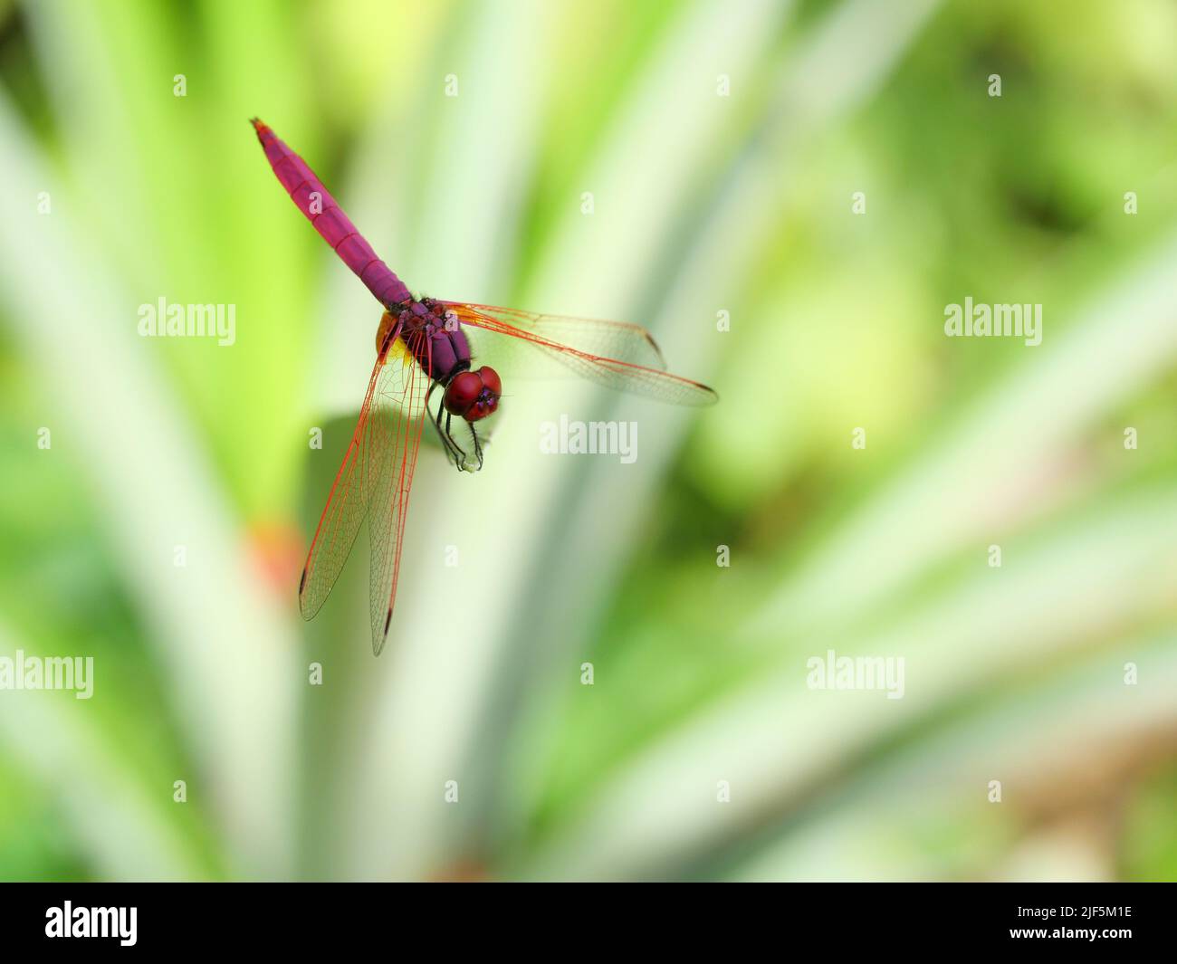Crimson Marsh Glider libellula o Trithemis aurora su foglia di ananas, bella libellula rosa con occhio rosso, insetto Predator su con naturale bac verde Foto Stock