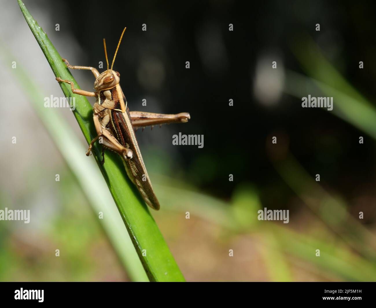 Grasshopper marrone, Bombay Locust su foglia verde con sfondo nero naturale, Thailandia Foto Stock