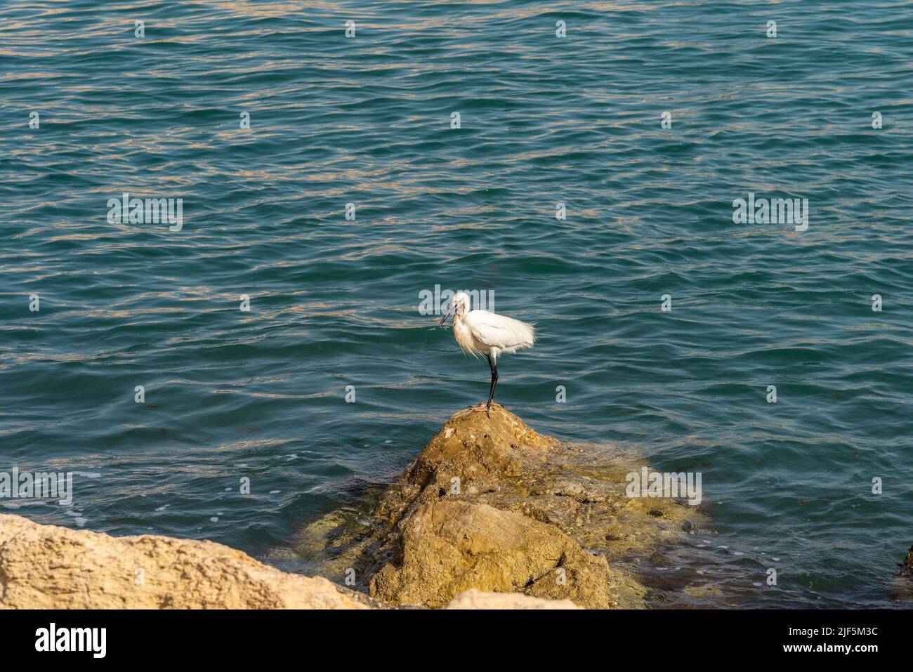 White Heron è la pesca, Heron alla ricerca di pesce, Heron a piedi in acqua. Heron su una roccia al momento delle acque blu del Mar Mediterraneo. Foto di alta qualità Foto Stock