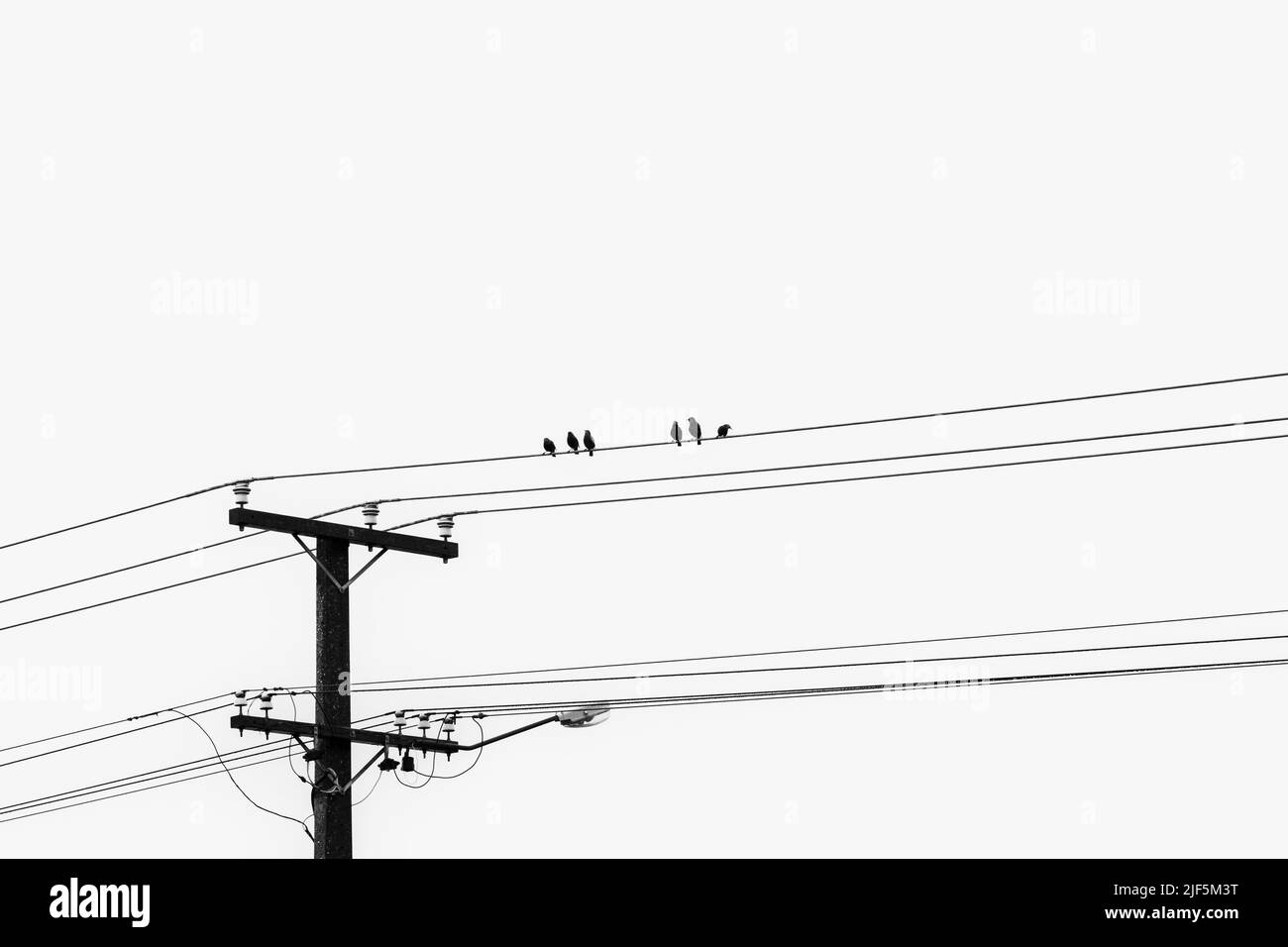 Sei starlings minimalisti sulle linee elettriche in monocromia. Foto Stock