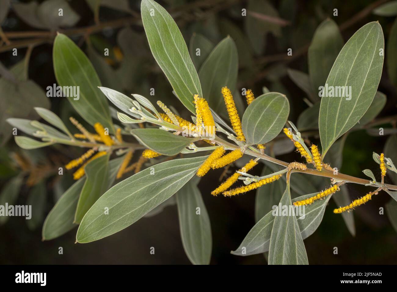 Grandi foglie grigie / verdi e fiori gialli di Velvet Wattle, Acacia ologericea, albero nativo australiano Foto Stock