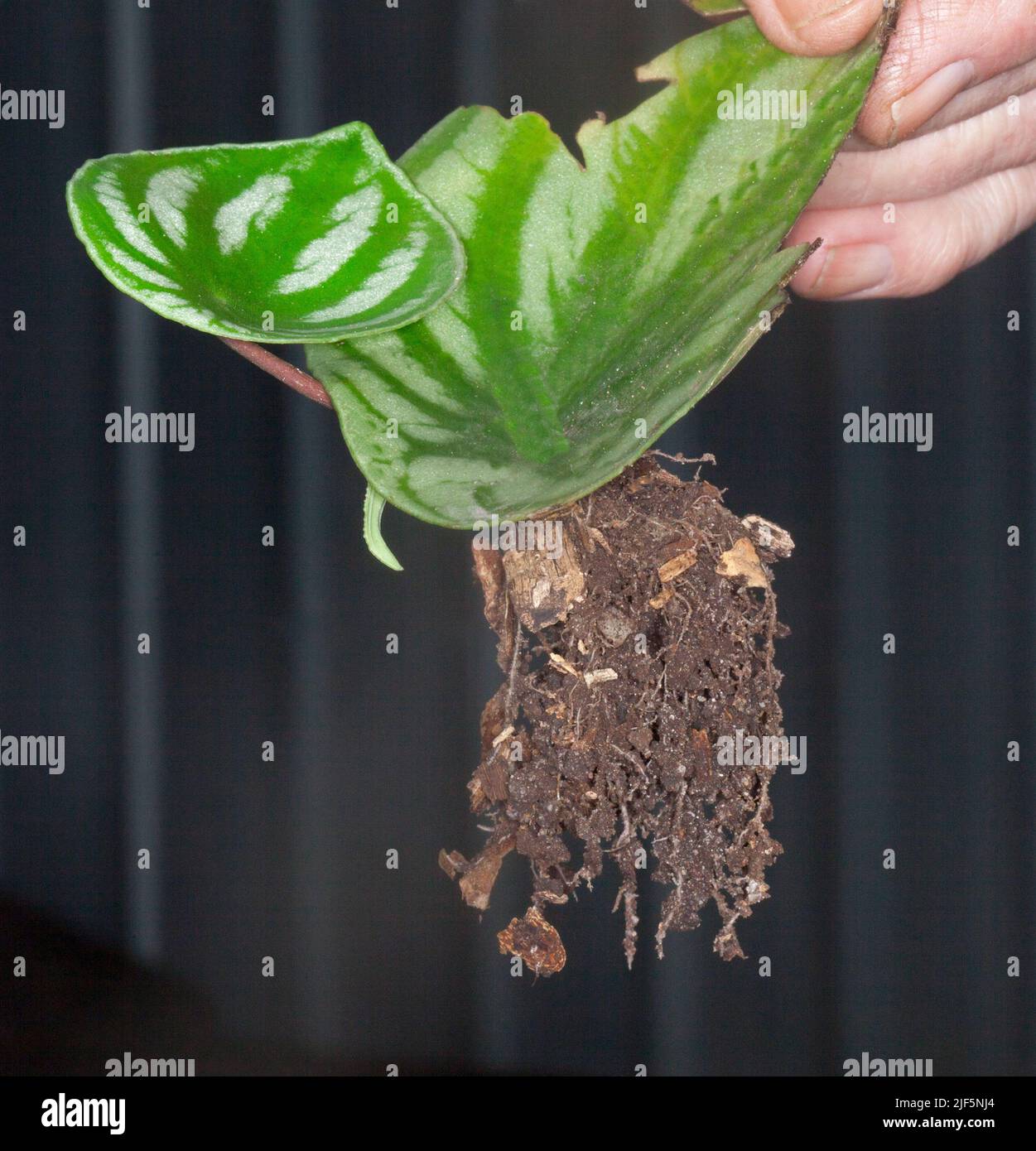 Taglio manuale di foglie di Peperomia argyreia, Watermelon Peperomia, pianta tropicale / interna, con nuova pianta e massa di radici che crescono da esso Foto Stock