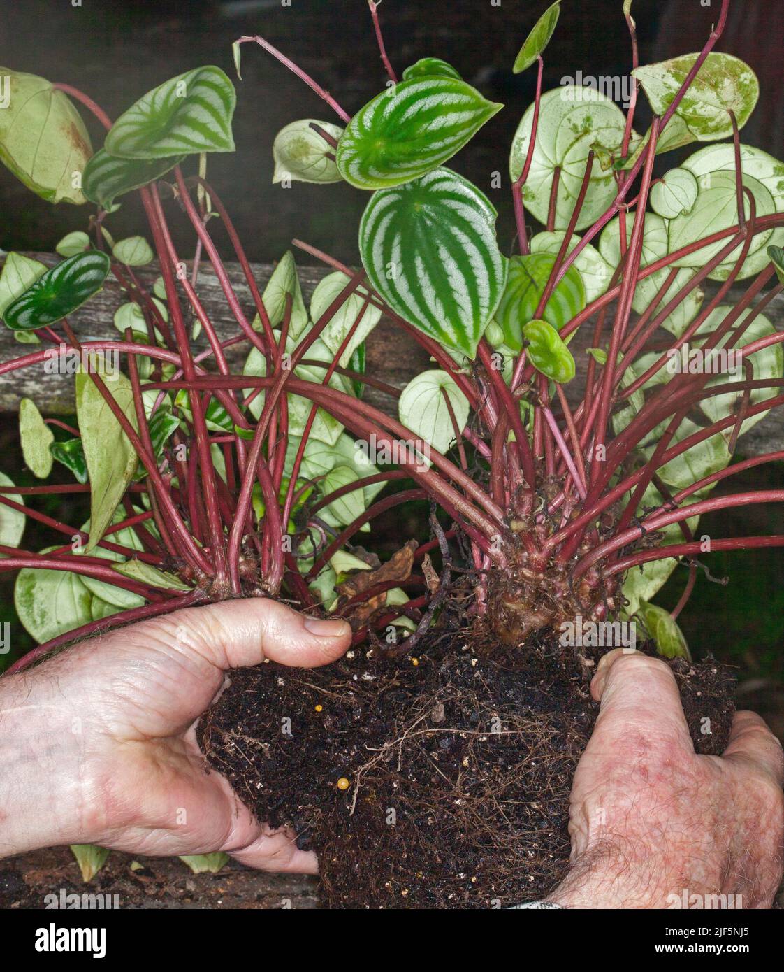 Mani che tengono e dividono su un grande grumo di Peperomia argyreia, Watermelon Peperomia, un giardino tropicale attraente o pianta interna Foto Stock
