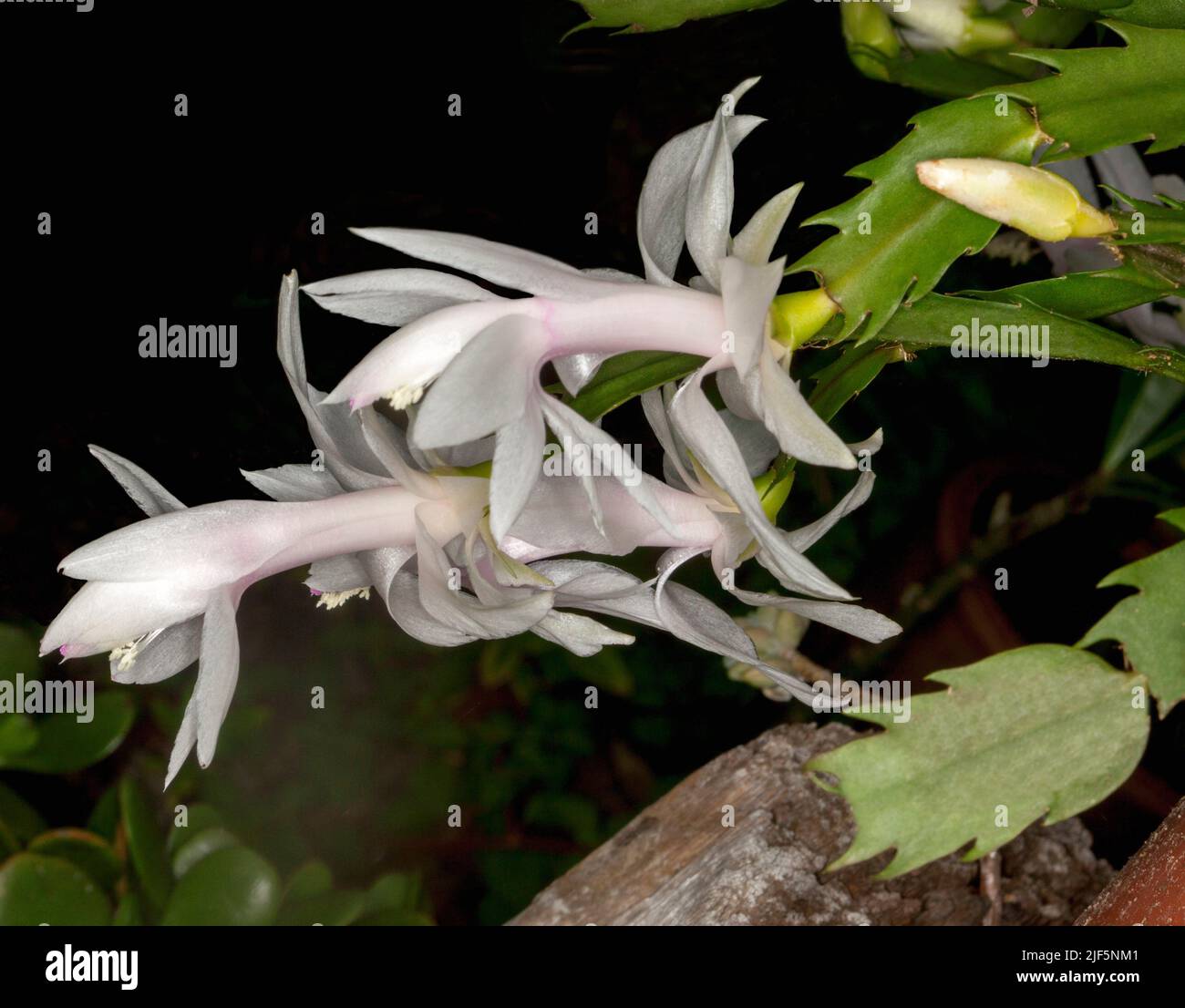 Spettacolari fiori bianchi e foglie verdi di cactus natalizio, Schlumbergera trincata 'Natale Bianco', una pianta epifitica, su sfondo scuro Foto Stock