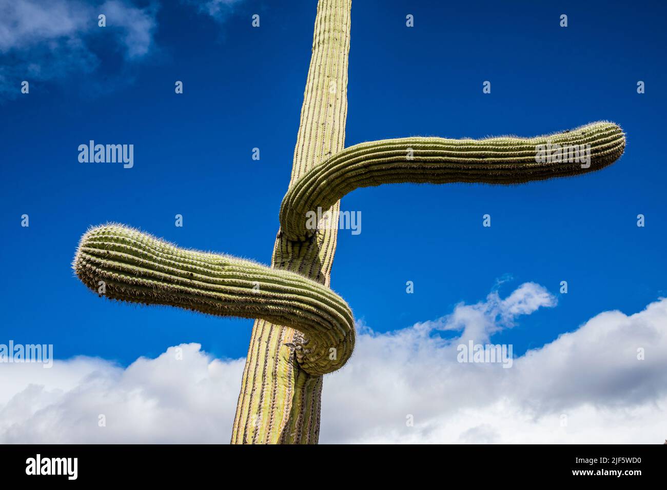 Un cactus Saguaro con le braccia che vanno in direzioni dispari opposte, area ricreativa del canyon di Sabino, Arizona. Foto Stock