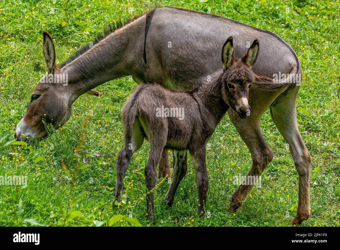 Asino famiglia Godoricki Godoricki dol, Croazia su 29. Giugno 2022. Foto: Srecko Niketic/PIXSELL Foto Stock