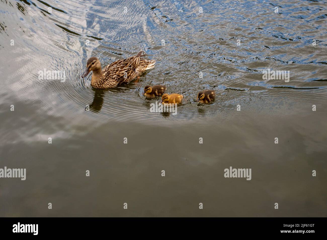 Windsor, Berkshire, Regno Unito. 29th giugno 2022. Un'anatra madre e i suoi tre piccoli anatroccoli sul Tamigi. Nel Regno Unito è in corso un'altra epidemia di influenza aviaria. Credit: Maureen McLean/Alamy Foto Stock