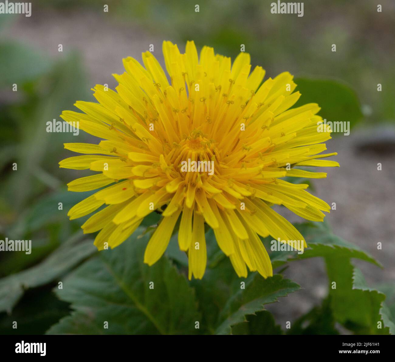 Löwenzahn Blume Makrofotos Foto Stock