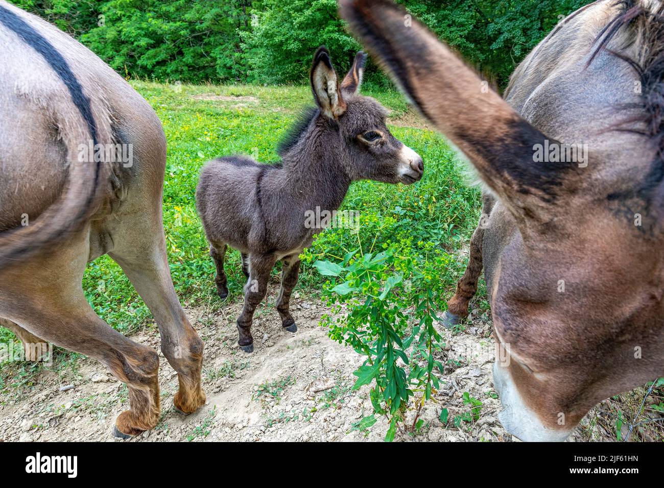 Asino famiglia Godoricki Godoricki dol, Croazia su 29. Giugno 2022. Foto: Srecko Niketic/PIXSELL Foto Stock
