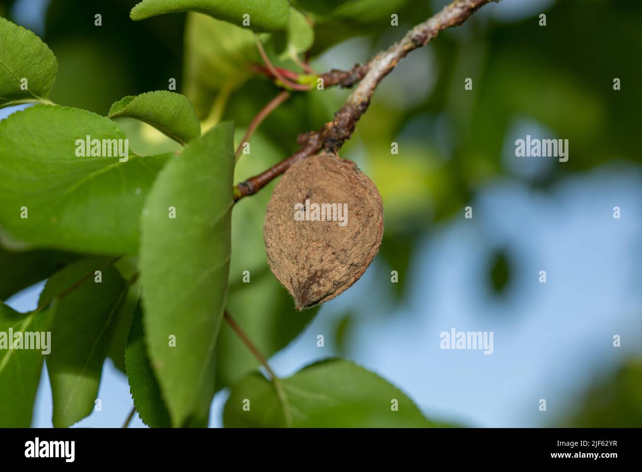 Albicocca marcio sul ramo dell'albero della frutta, Monilia laxa (Monilinia laxa) infestazione, malattia vegetale Foto Stock
