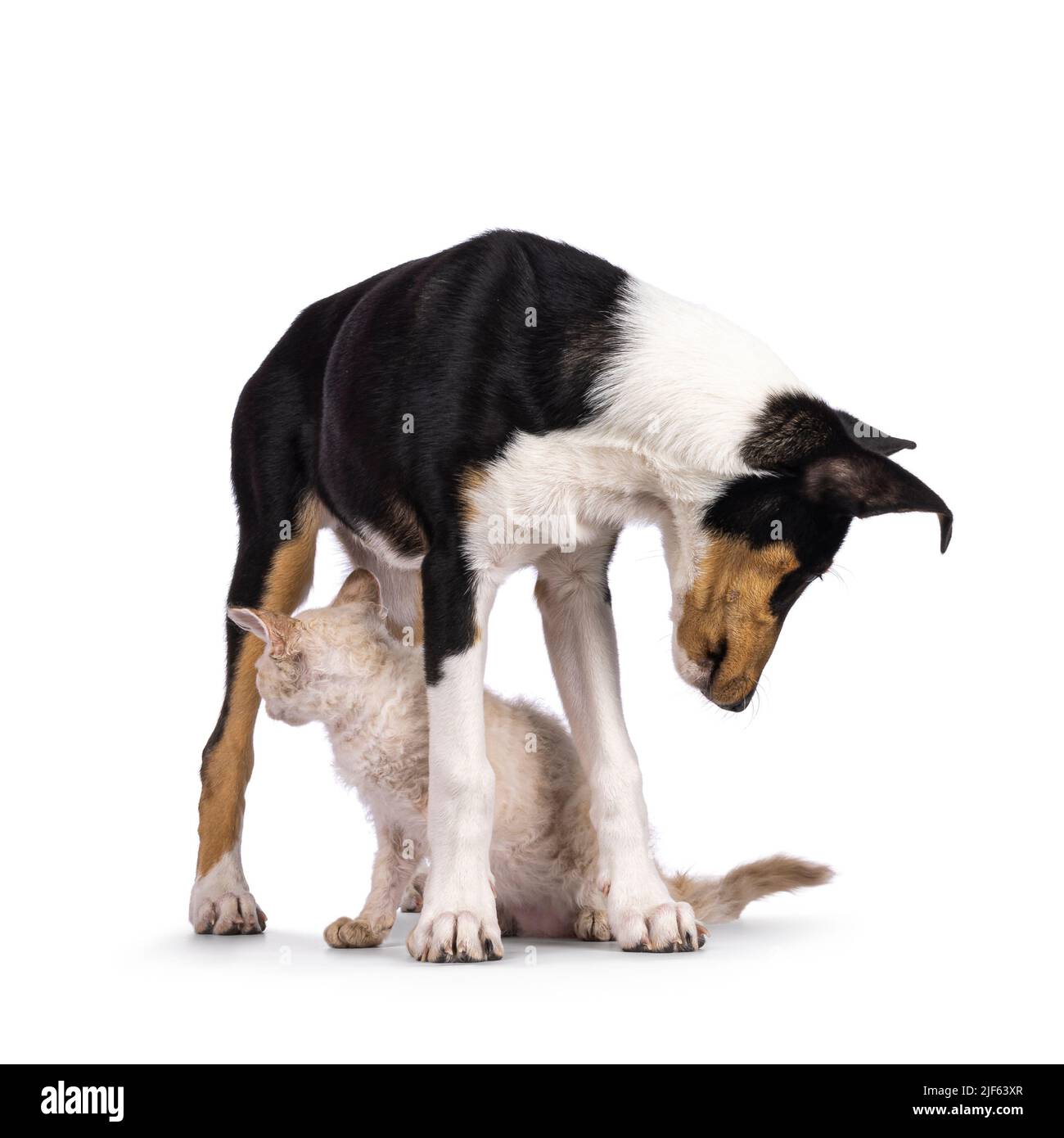Liscio cucciolo di cane Collie e gatto LaPerm gattino, giocando e in piedi insieme. Entrambi guardando verso il retro. Isolato su sfondo bianco. Foto Stock