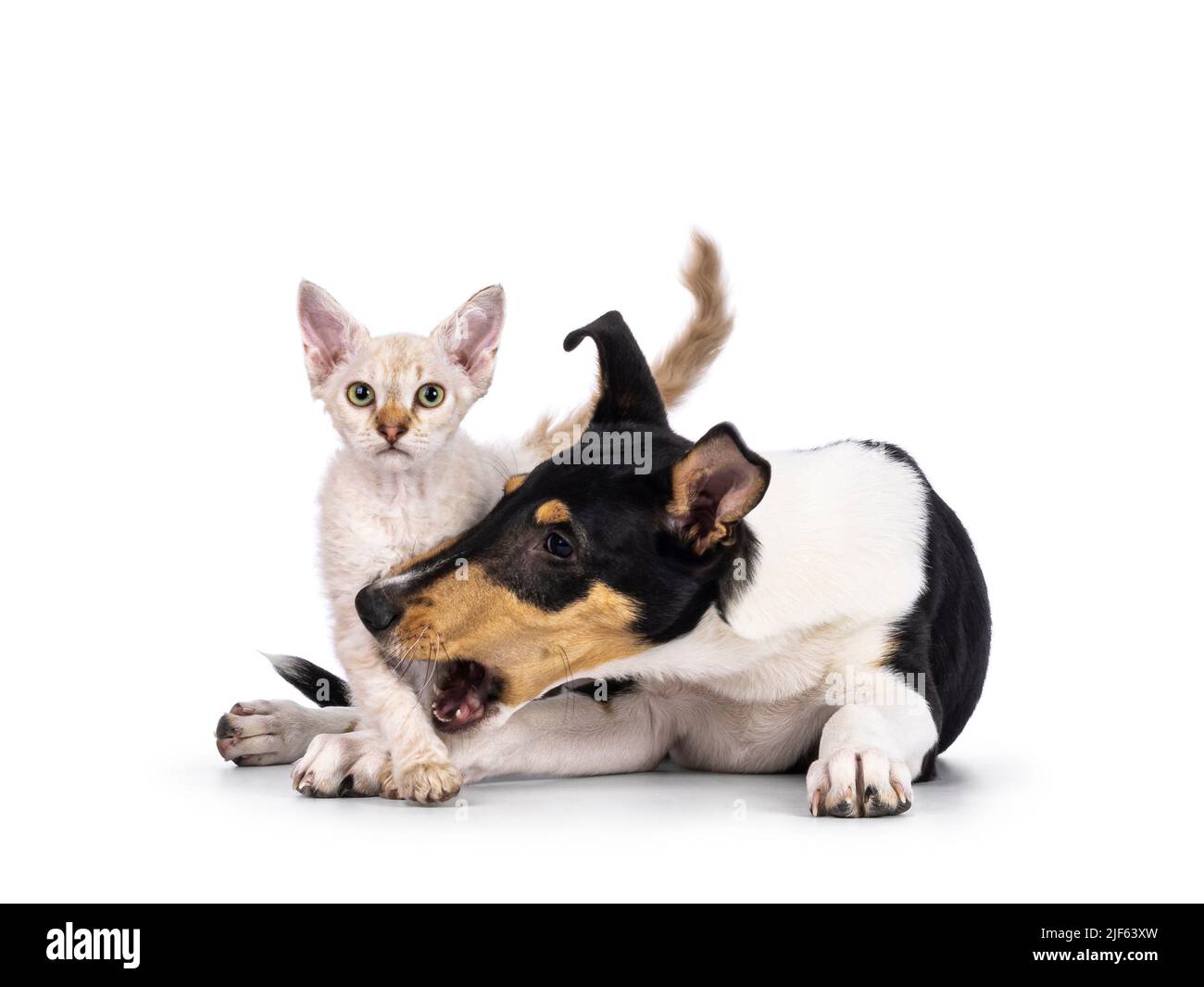 Liscio cucciolo di cane Collie e gattino di gatto LaPerm, giocando insieme. Cat guardando verso la telecamera. Isolato su sfondo bianco. Foto Stock