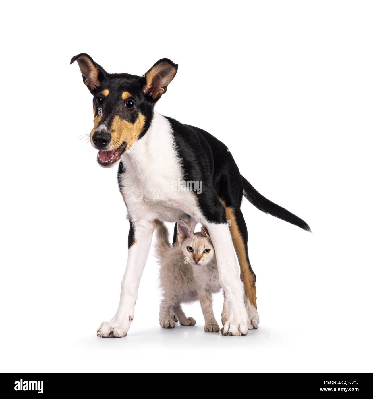 Liscio cucciolo di cane Collie in piedi sopra e gatto gattino LaPerm. Entrambi guardando verso la fotocamera. Isolato su sfondo bianco. Foto Stock