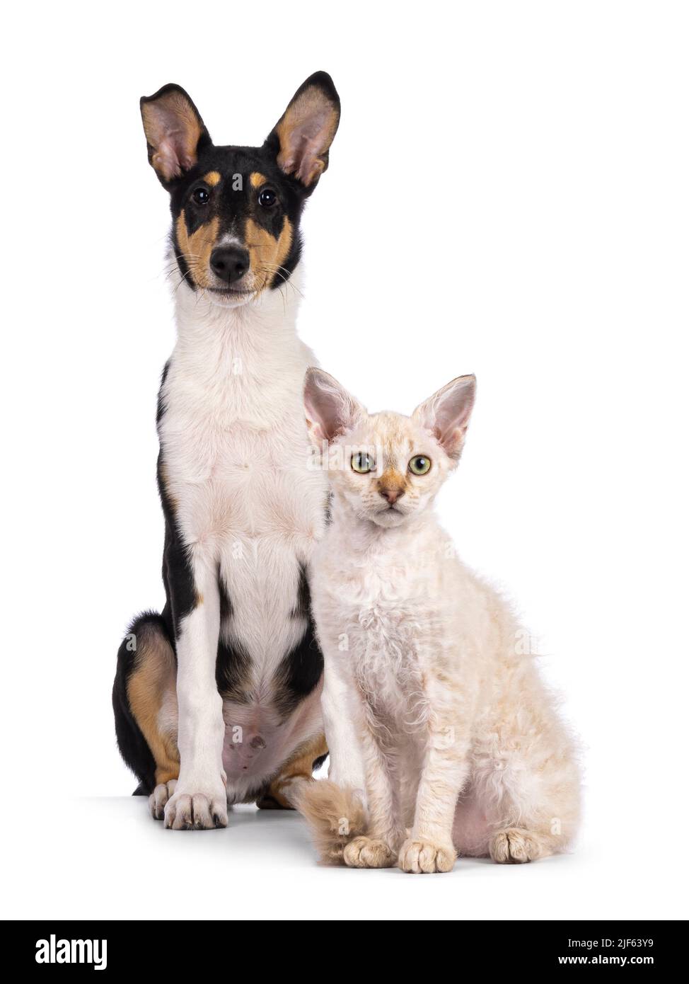 Cucciolo liscio di cane Collie e gattino di gatto LaPerm, seduti insieme. Entrambi guardando verso la fotocamera. Isolato su sfondo bianco. Foto Stock