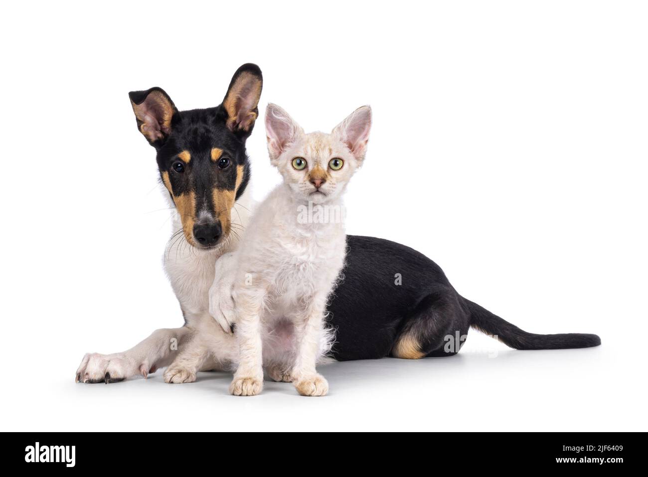 Cucciolo liscio di cane Collie e gattino di gatto LaPerm, steso e seduto insieme. Entrambi guardando verso la fotocamera. Isolato su sfondo bianco. Foto Stock