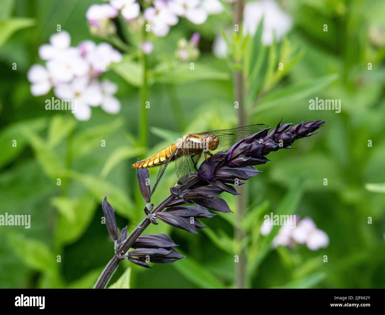 Una libellula depressia (Libellula depressia) a strisce dorate e nere appoggiata su un fiore scuro di Salvia Foto Stock