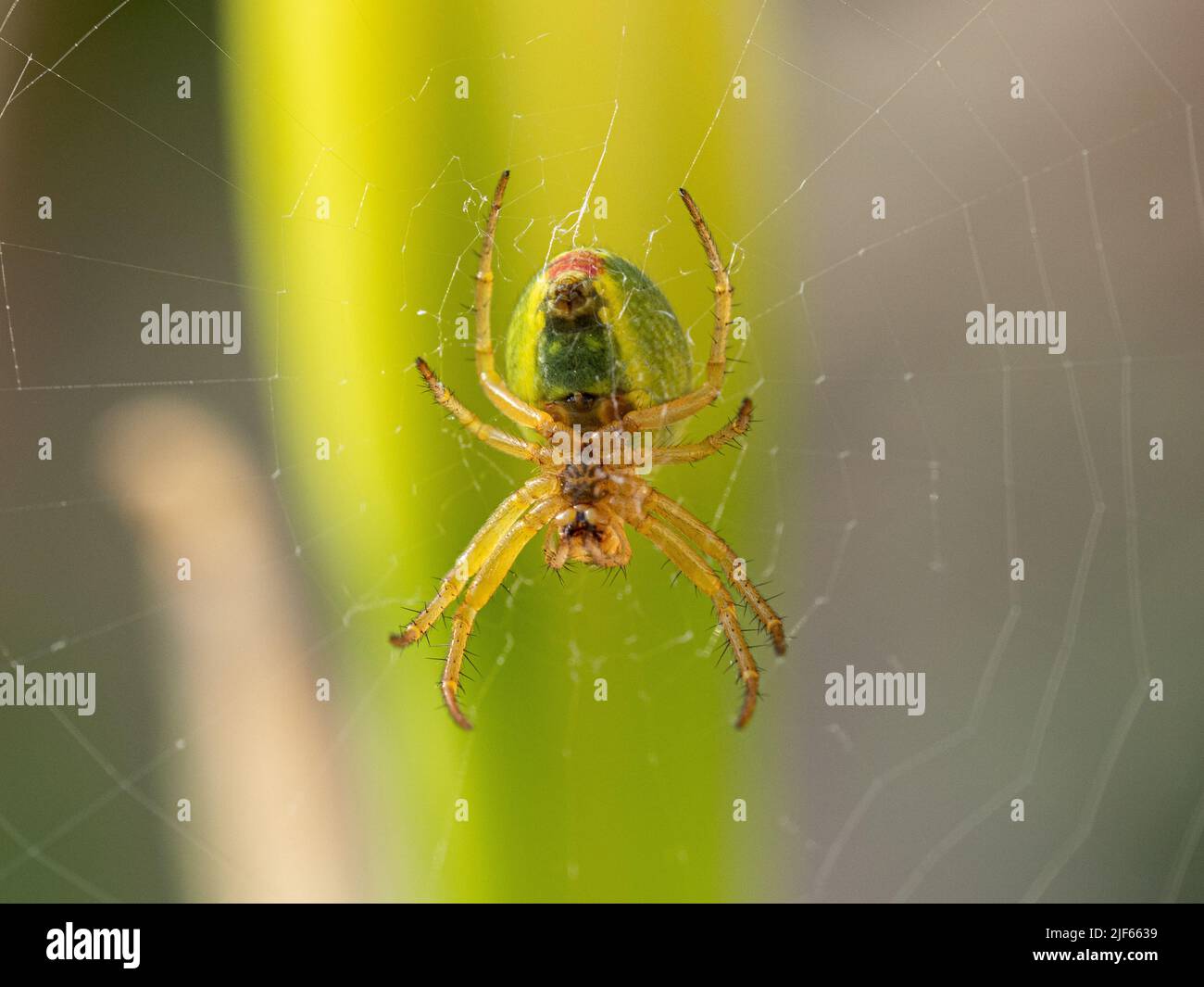 Un primo piano della parte inferiore di un cetriolo ragno verde - Araniella cucbitina appeso al centro della sua rete Foto Stock