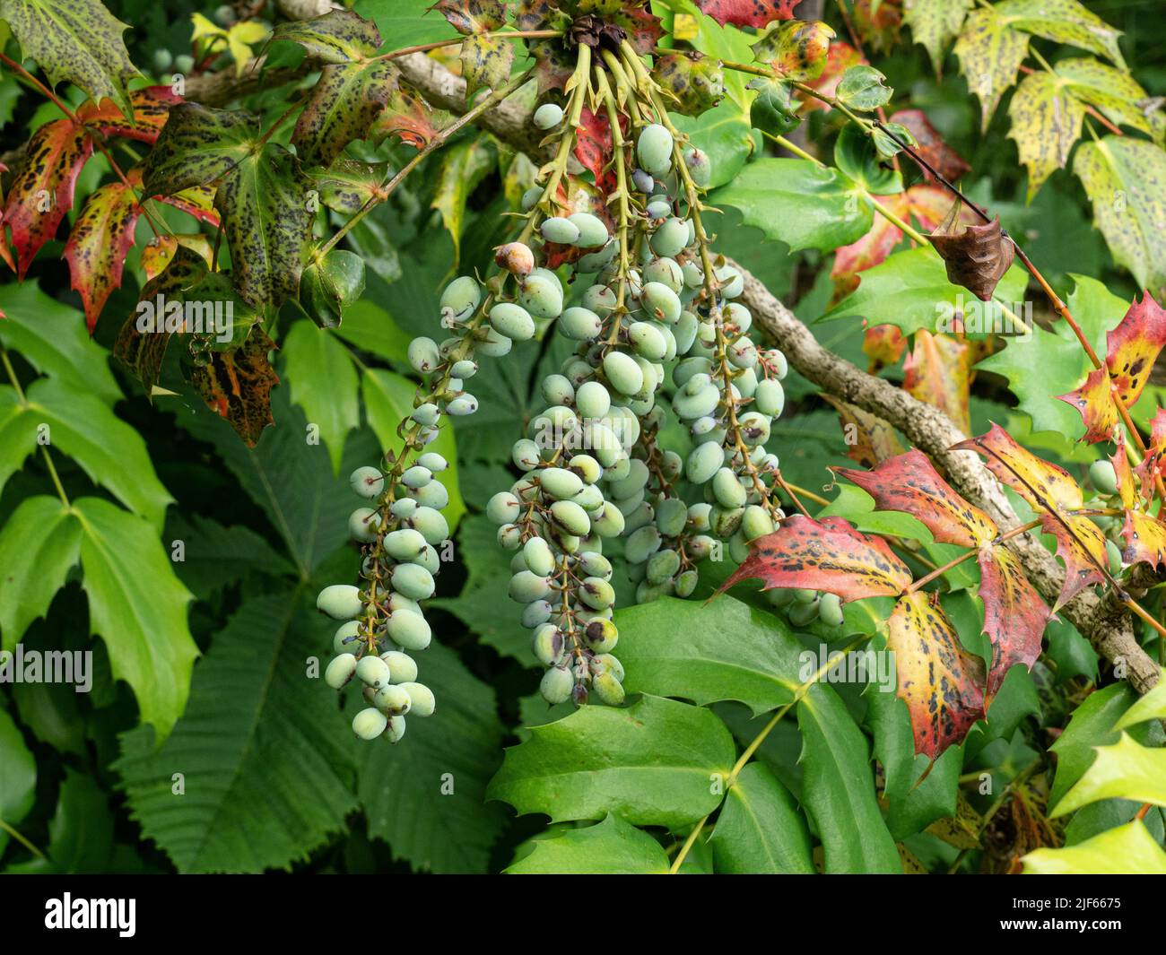 Un primo piano delle bacche verdi di forma ovale di una pianta di Mahonia Foto Stock