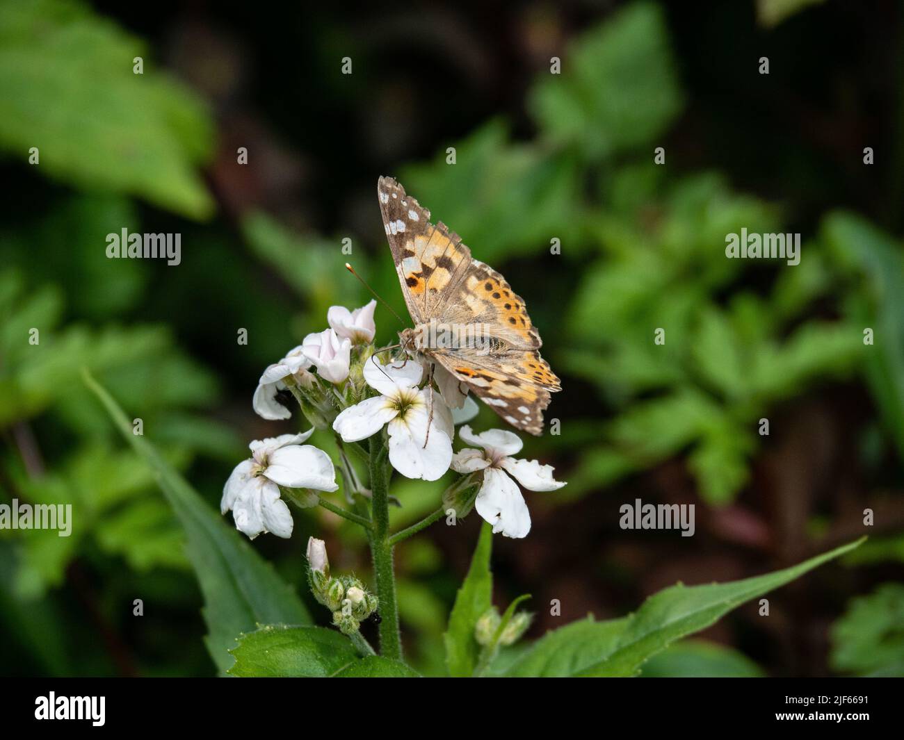 Una signora dipinta (Vanessa cardui) buterfly che si alimenta su un fiore bianco onestà Foto Stock