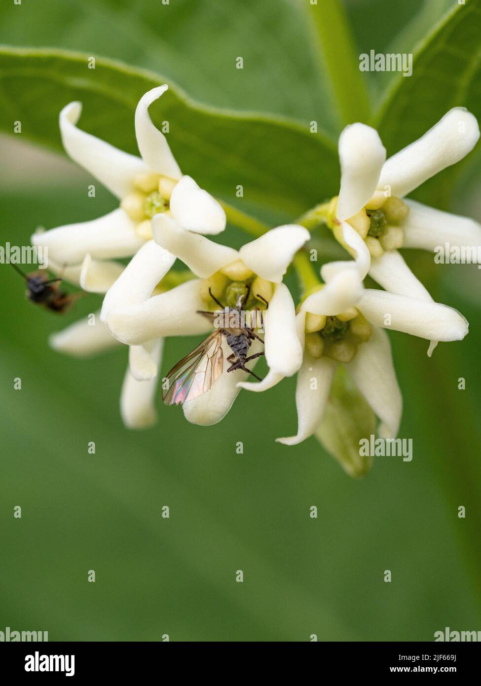 Un primo piano dei delicati fiori bianchi stellati di Vincetoxicum hirundinaria Foto Stock
