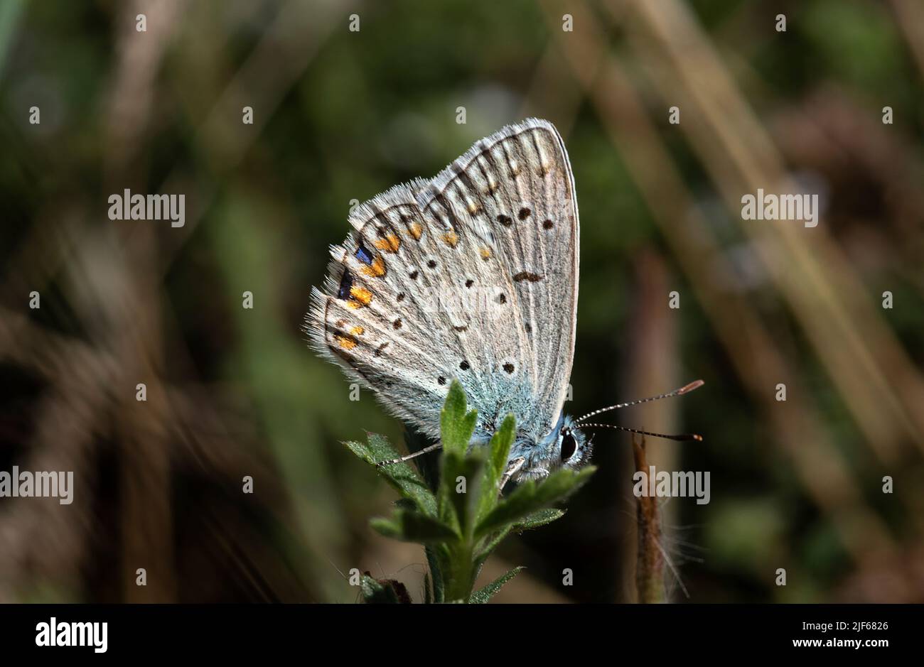 Al mattino presto, farfalle coperte di rugiada aspettano che il sole fuoriusciti e le asciughi per volare. Foto Stock