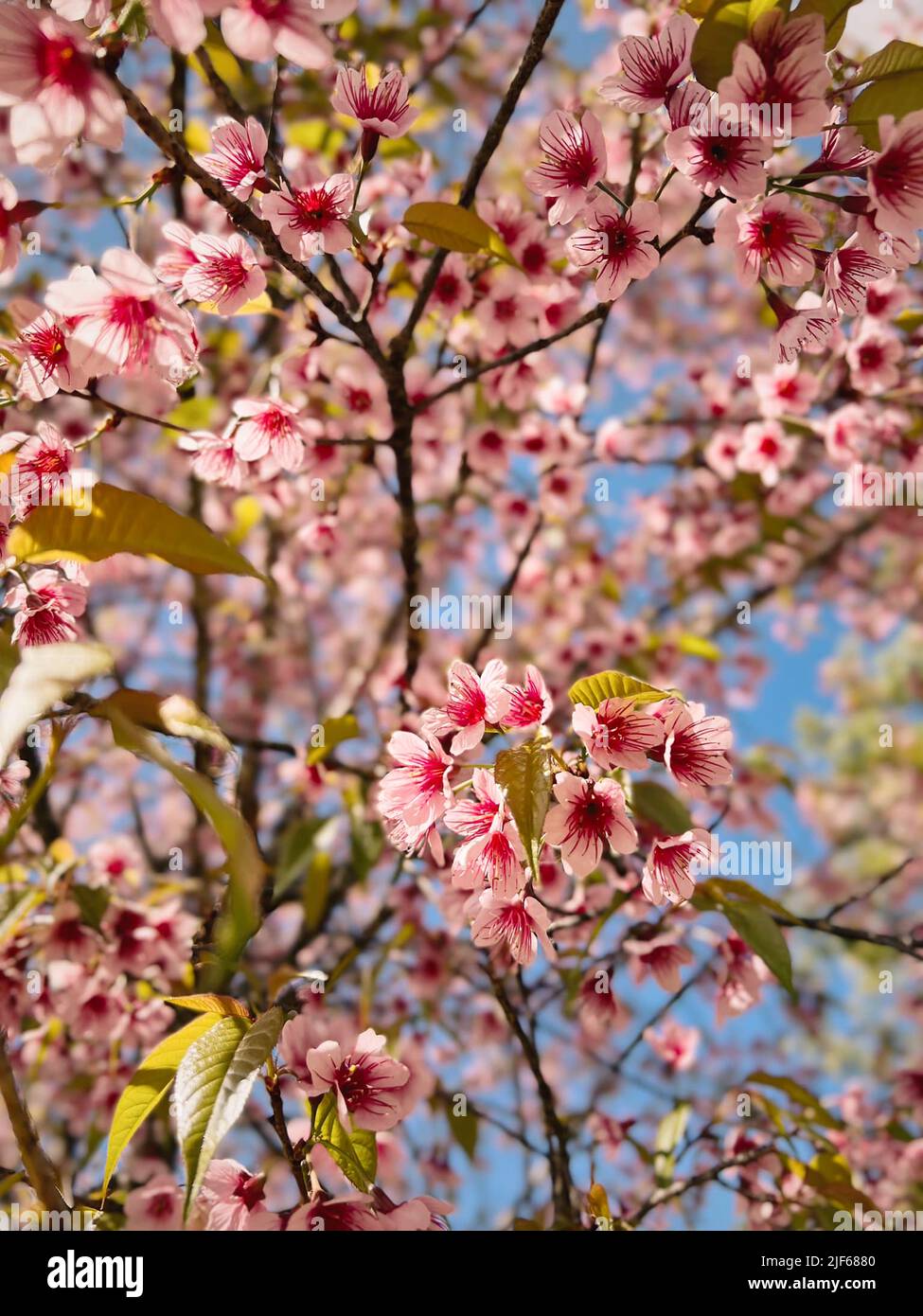 Fiore rosa dolce in primavera stagione Foto Stock