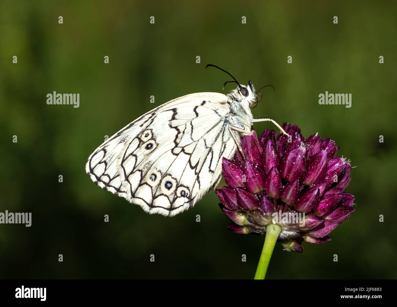 Al mattino presto, farfalle coperte di rugiada aspettano che il sole fuoriusciti e le asciughi per volare. Foto Stock